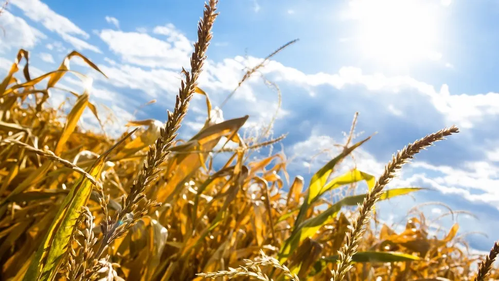 Valul de căldură reduce recoltele în Europa și amenință prețurile alimentelor. Ce avantaj are România