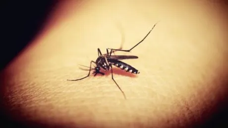 Criza de sânge se agravează în Teleorman, pe fondul infecțiilor cu West-Nile