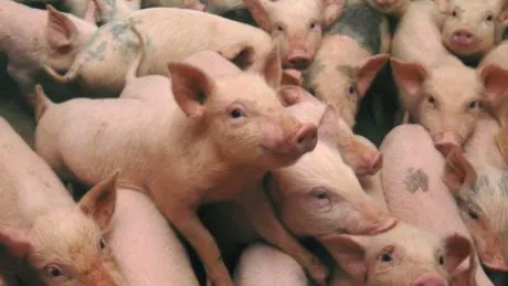 Primul caz de pestă porcină africană a fost confirmat în Teleorman