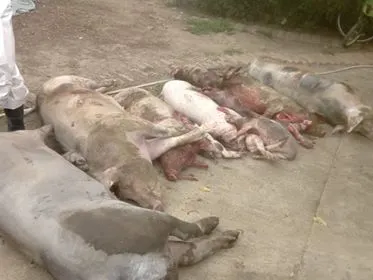 Peste 5.700 de porci au fost uciși preventiv în Teleorman