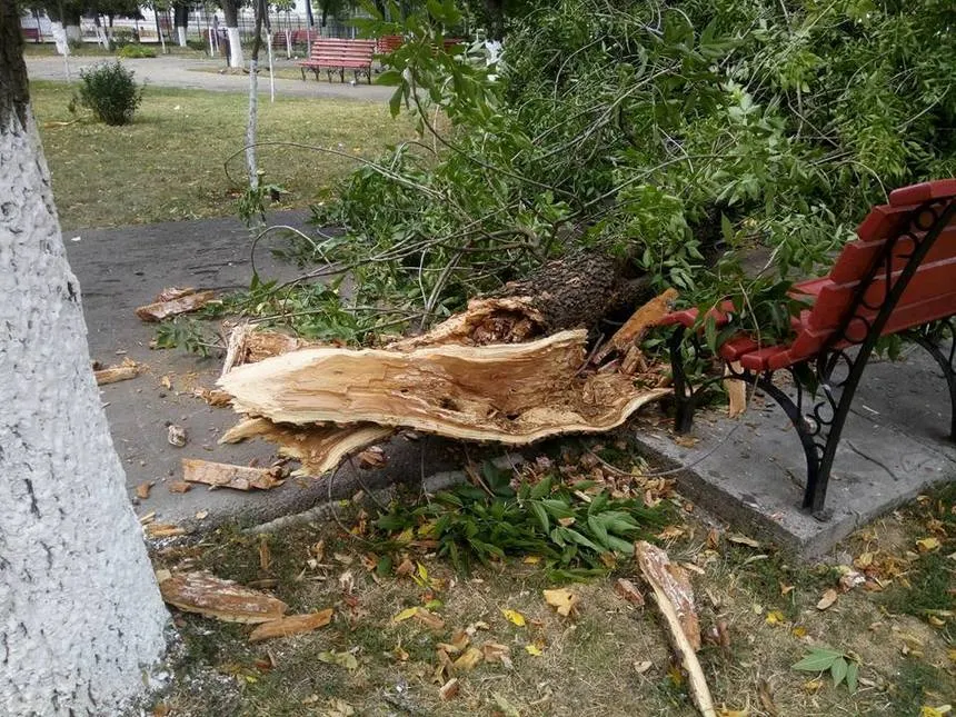 Copaci puși la pământ de vijelie în mai multe localități din Teleorman