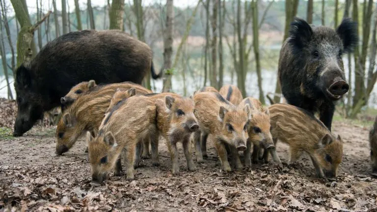 Porcii mistreți, cauza principală de extindere a Pestei Porcine Africane în Teleorman