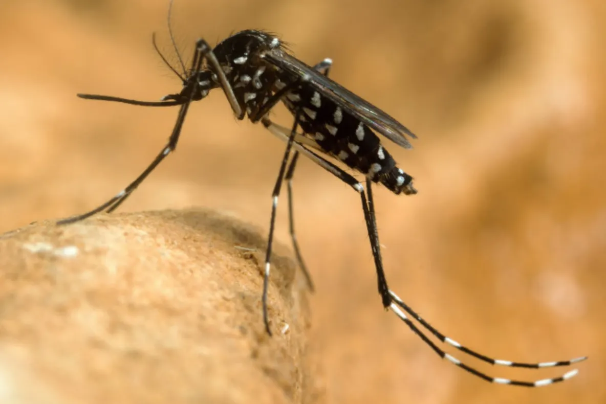 INSP: 4 cazuri cu virusul West Nile, confirmate în județul Teleorman în 2026