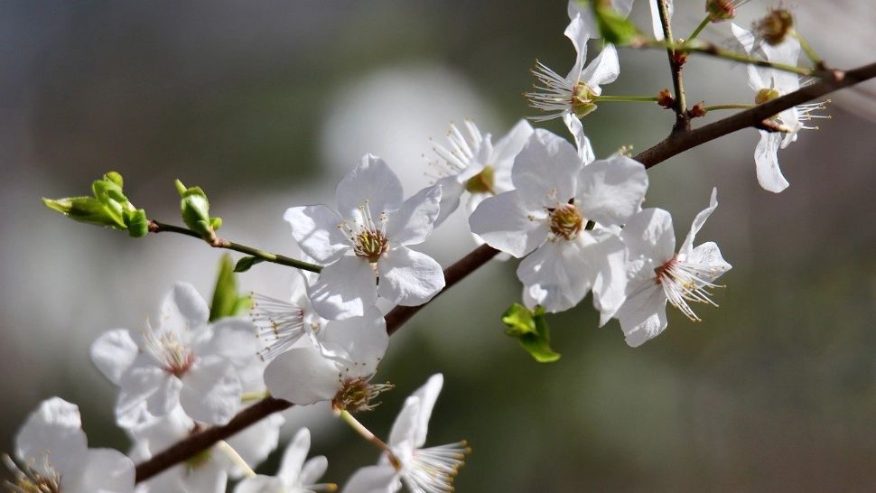 Cum va fi vremea până la început de mai: prognoza ANM pentru următoarele 4 săptămâni