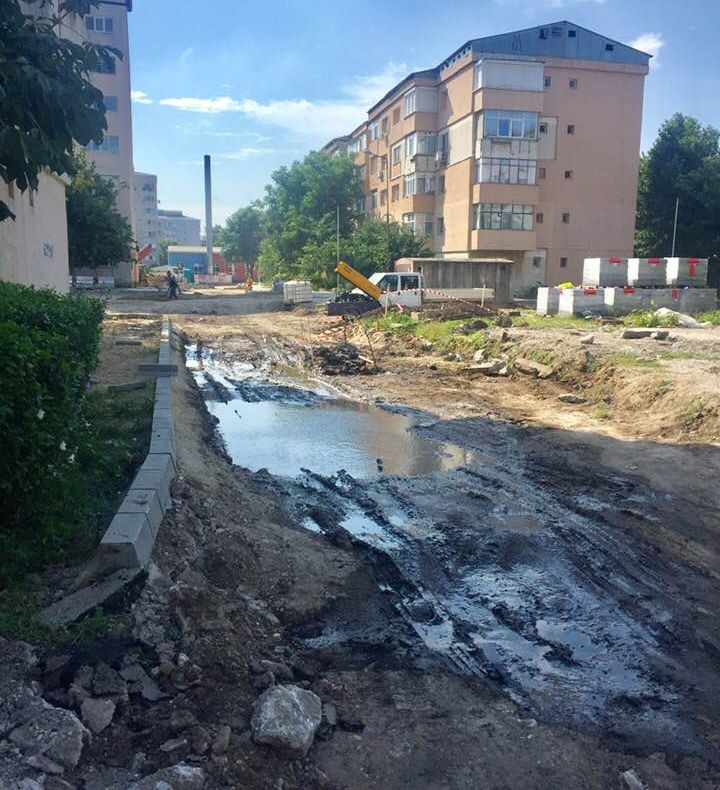 VIDEO: În Alexandria, se taie copaci în prostie