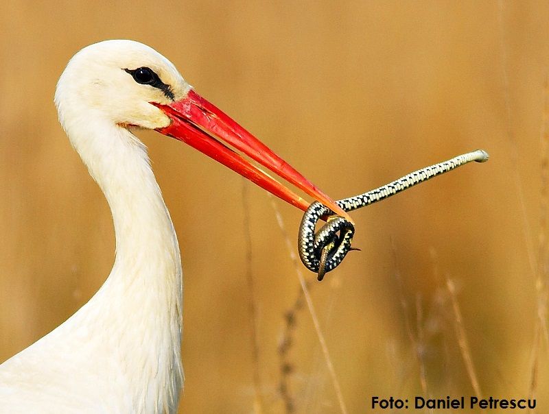 Judetul Teleorman are cel mai sudic cuib de barză din România