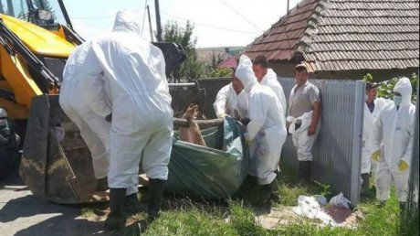 105.000 lei pentru combaterea pestei porcine africane în Teleorman