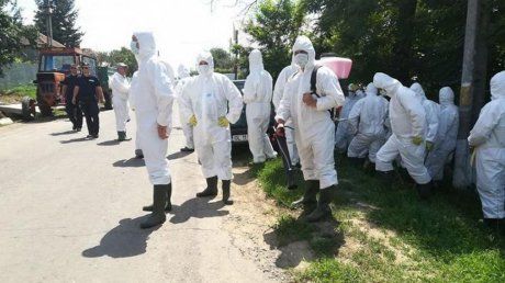 Un nou focar de pestă porcină a apărut în Teleorman