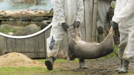 Noi cazuri de pestă porcină africană, confirmate în Teleorman