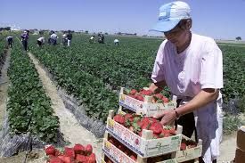 50 locuri de muncă libere, la căpșuni, în Spania, pentru teleormăneni