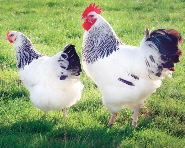 102.480 ouă contaminate cu Fipronil au ajuns pe mesele oamenilor!