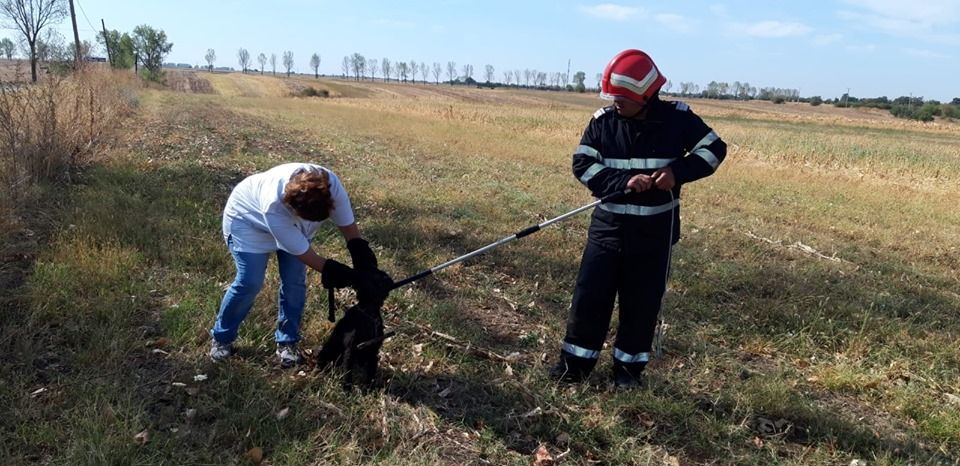 Un cățel căzut într-un canal a fost salvat de pompieri