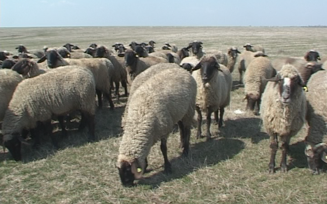 Din dragoste pentru animale, medicul veterinar Florin Răduț duce mai departe tradiția familiei