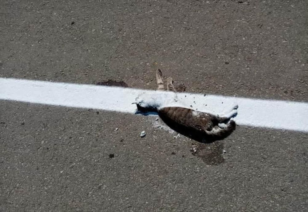Dolj: Marcajul drumului trasat peste cadavrul unei pisici