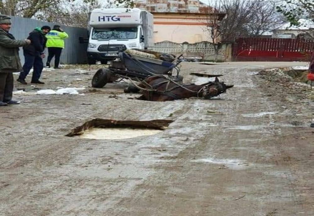 FOTO | Teleorman: Cal ce trage o căruţă, căzut într-o groapă de pe o stradă