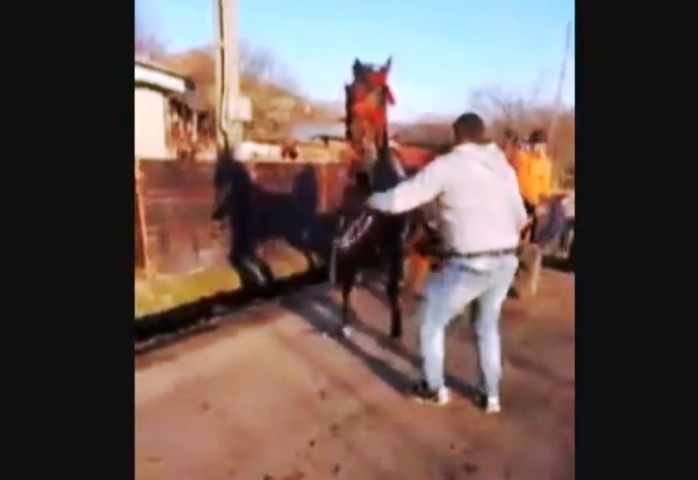 Cal bătut cu cruzime de un bărbat. Poliţiştii din Teleorman fac o anchetă