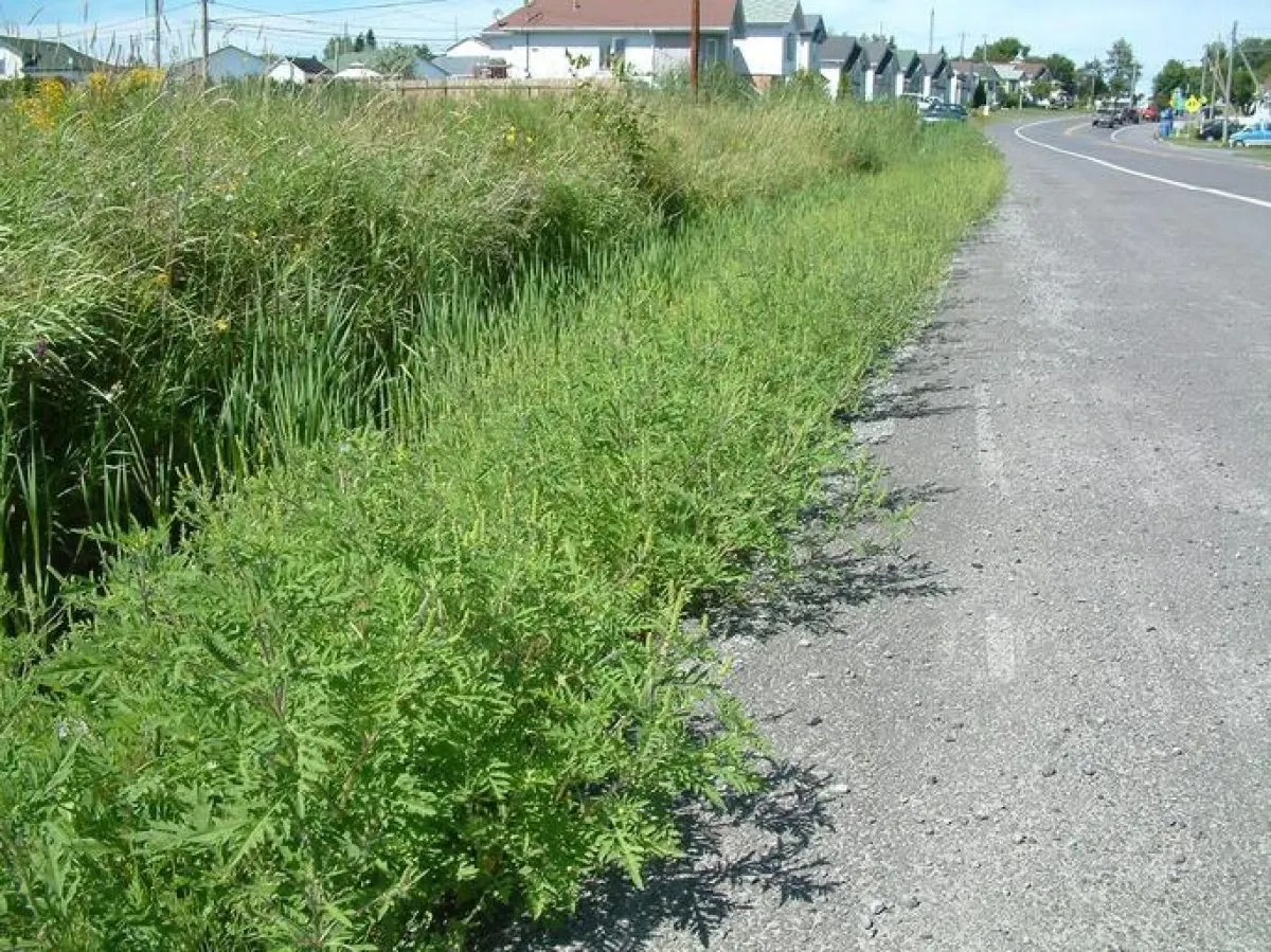 Amenzi de mii de lei pentru ambrozia din curte: cine e obligat prin lege s-o distrugă