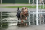 Canicula afectează animalele de companie: câinii și pisicile, expuși riscurilor de supraîncălzire