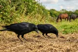 Pagube uriașe în agricultură. Ciorile devastează culturile