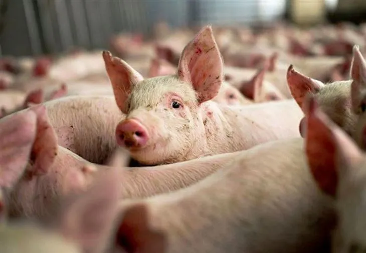 porci-1