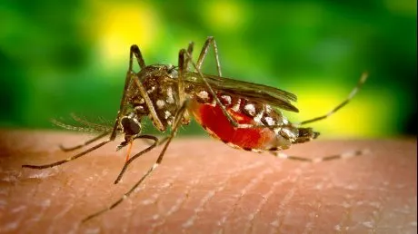 west_nile_sibiu_36124800