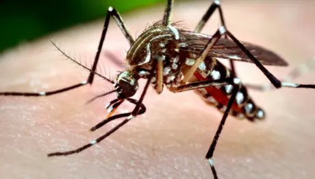 westnile_94434300