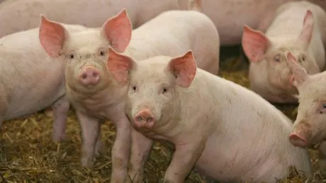 porci_07105300
