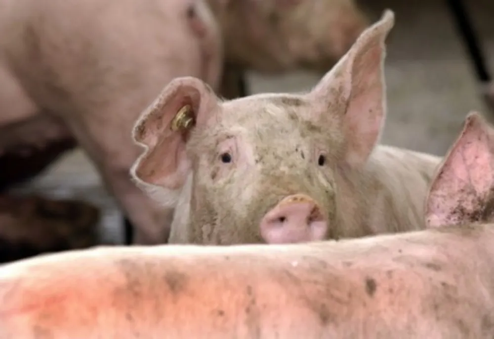 Numărul focarelor de pestă porcină africană a scăzut, în țară. Teleormanul rămane cel mai afectat județ