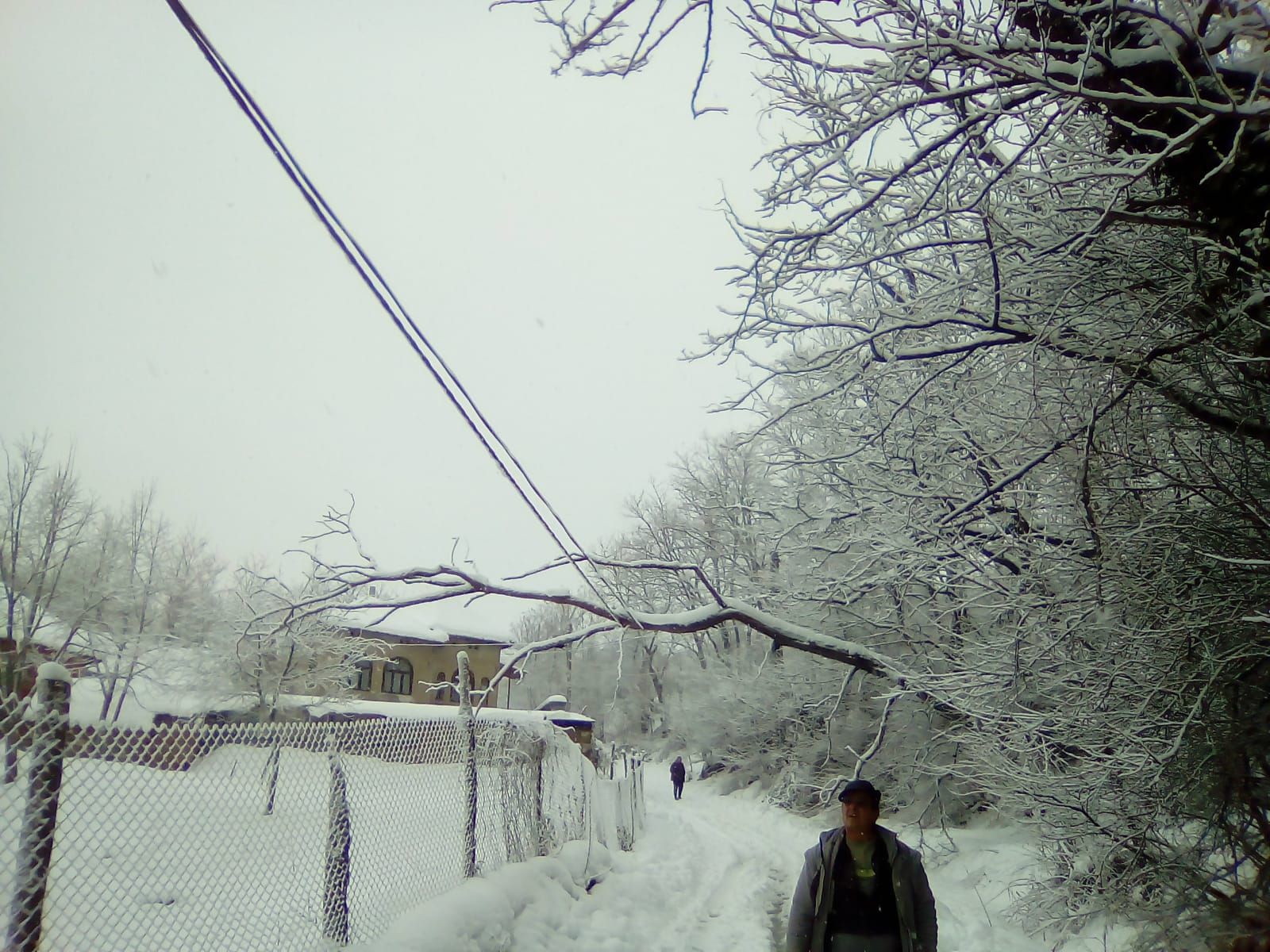Sub greutatea zapezii copacii din afara culoarului de siguranta al retelei rup conductoarele_judetul Mehedinti