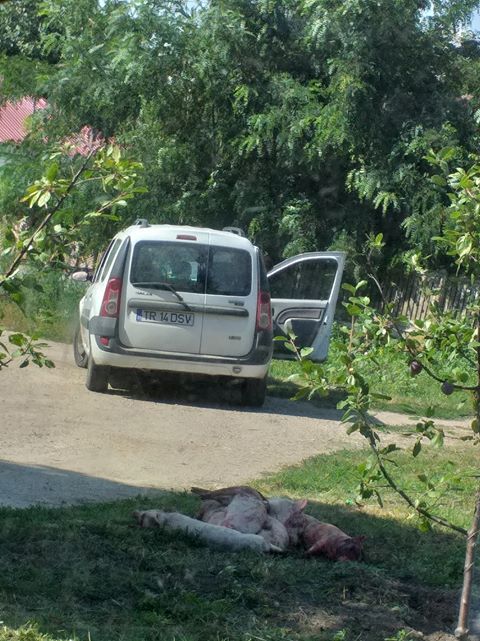 66396919_458881204927847_7995421984777306112_n