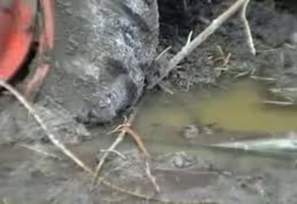 Tractor ramas blocat in albia raului Vedea