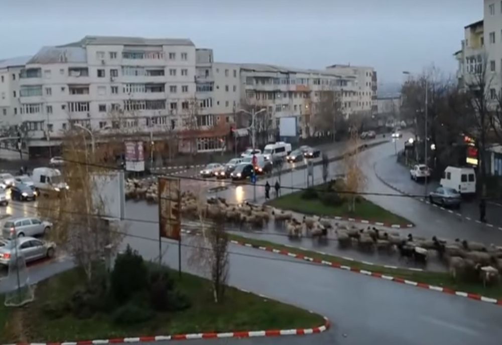 Video| Viralul zilei. Sute de oi au blocat centrul orașului Alexandria