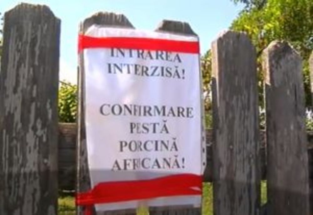 409 focare active de pestă porcină africană activă în 32 de judeţe din România