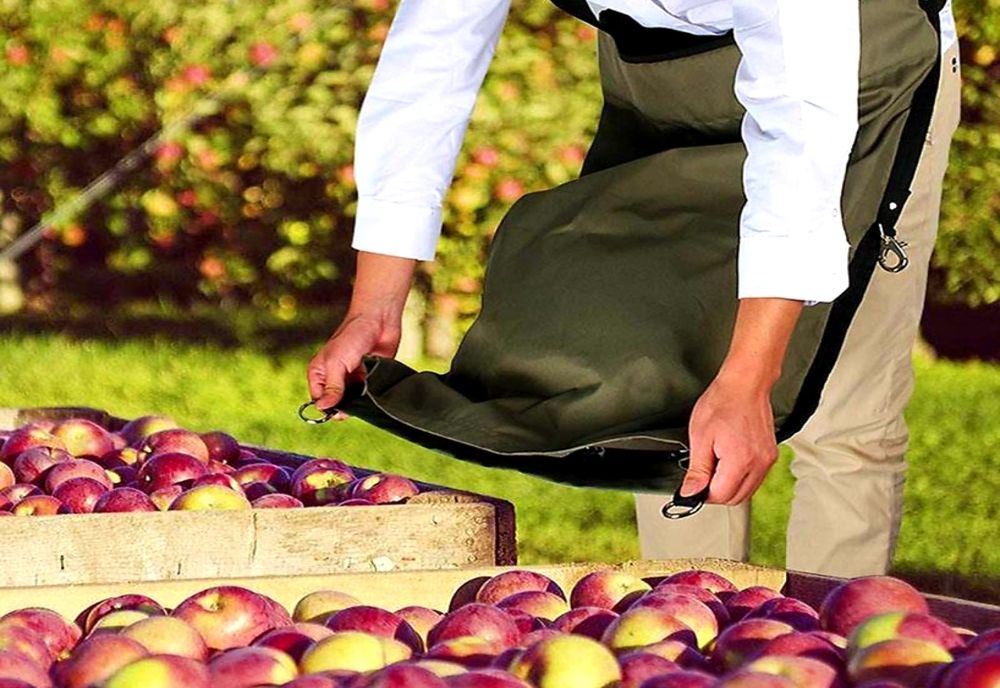 Pasionații de agricultură, invitați la cules de mere. Unde se întâmplă