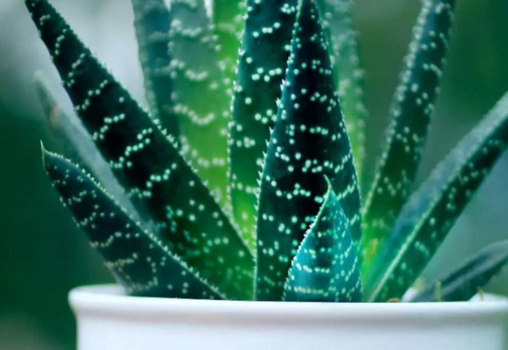 Planta pe care trebuie sa o ai în casă, conform principiilor Feng Shui. Aduce prosperitate și atrage energia pozitivă