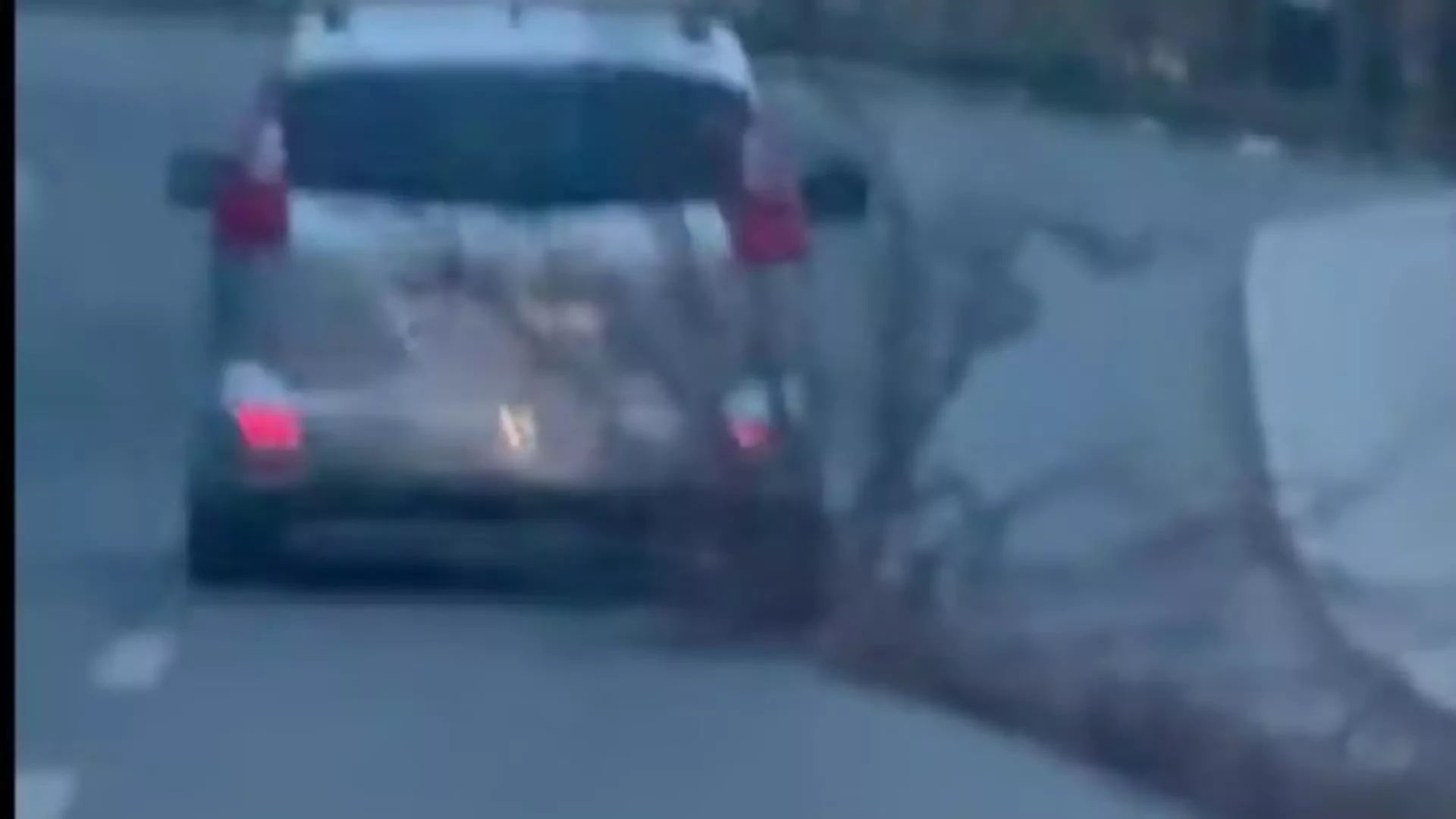 Copac târât pe șosea