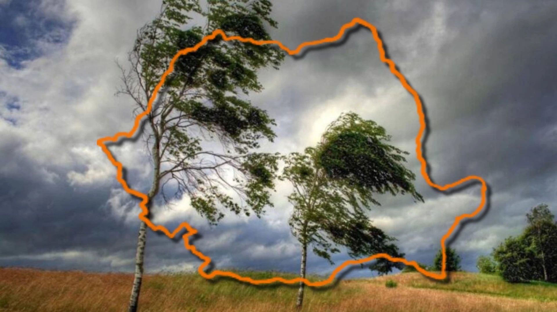 Cod portocaliu de vânt