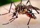 De teama virusului West Nile, la Alexandria se stropește de țânțari direct pe oameni