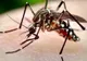 Încă trei îmbolnăviri cu virusul West Nile au fost confirmate în Teleorman