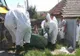 Al patrulea focar de pestă porcină a fost confirmat în Teleorman