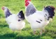 102.480 ouă contaminate cu Fipronil au ajuns pe mesele oamenilor!