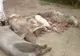 Autoritățile teleormănene au ucis peste 3000 de porci în două săptămâni