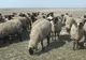Din dragoste pentru animale, medicul veterinar Florin Răduț duce mai departe tradiția familiei