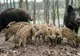 Porcii mistreți, cauza principală de extindere a Pestei Porcine Africane în Teleorman
