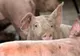 Numărul focarelor de pestă porcină africană a scăzut.Teleormanul rămâne cel mai afectat județ. În DB se așteaptă despăgubirile