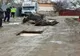 FOTO | Teleorman: Cal ce trage o căruţă, căzut într-o groapă de pe o stradă