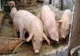 FOCAR NOU DE PESTĂ PORCINĂ AFRICANĂ, CONFIRMAT ÎN JUDEȚUL OLT