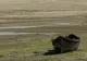 Situație critică pe Dunăre. Navigarea cu bacul este oprită