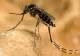 INSP: 4 cazuri cu virusul West Nile, confirmate în județul Teleorman în 2026