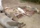 Autoritățile teleormănene au ucis peste 3000 de porci în două săptămâni